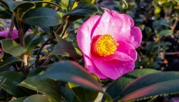 Camellia Sasanque