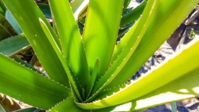 Aloe Bainesii (Tree Aloe)