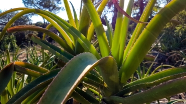Aloe Bainesii (Tree Aloe)