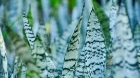 Sansevieria Trifasciata (Green/Grey)