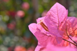 Bougainvilea flower close up