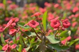 Euphorbia milli compacta Red