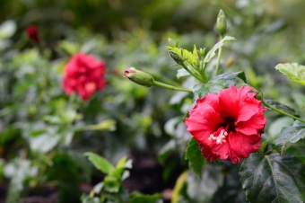Hibiscus sinensis 'Rosa'