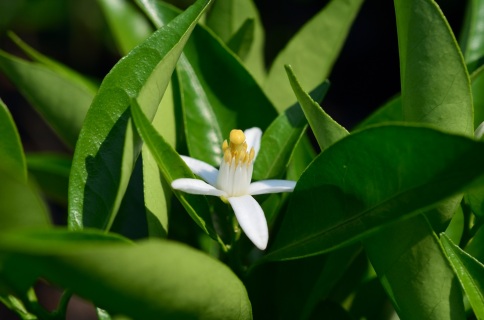 Citris blossom - Eureka Lemon
